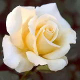 Ruža čajevke - diskretni miris ruže - žuta boja - Rosa Elina ®