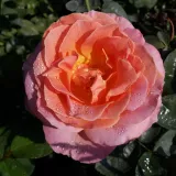 Sárga - rózsaszín - teahibrid rózsa - Online rózsa vásárlás - Rosa Elle® - intenzív illatú rózsa - méz aromájú