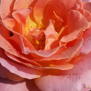 Rózsa kertészet - sárga - rózsaszín - teahibrid rózsa - Elle® - intenzív illatú rózsa - méz aromájú - (80-90 cm)