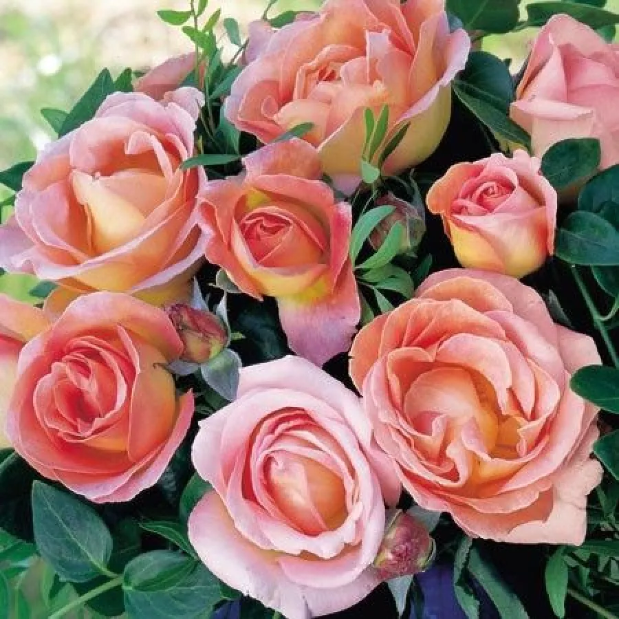 żółty - różowy - Róża - Elle® - Szkółka Róż Rozaria