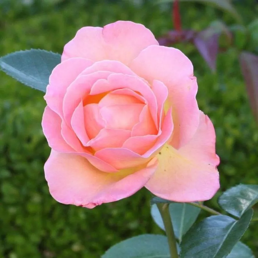 Fleurs hybrid de thé - rosier à haute tige - Rosier - Elle® - 