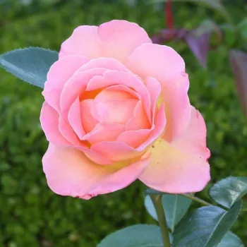 Rosa Elle® - amarillo rosa - árbol de rosas híbrido de té – rosal de pie alto