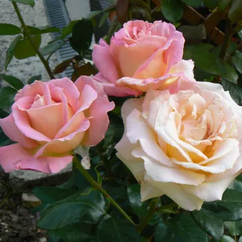Żółty z różowym obrzeżem - róża wielkokwiatowa - Hybrid Tea