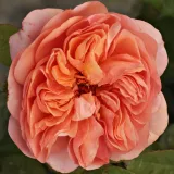 Narancssárga - angol rózsa - Online rózsa vásárlás - Rosa Ellen - intenzív illatú rózsa - vanilia aromájú