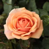 Anglická ruža - oranžový - intenzívna vôňa ruží - vanilka - Rosa Ellen - Ruže - online - koupit