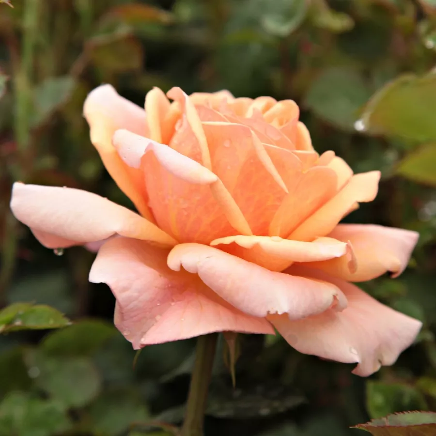 Arancia - Rosa - Ellen - Produzione e vendita on line di rose da giardino