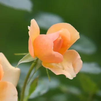 Rosa Ellen - naranča - Engleska ruža