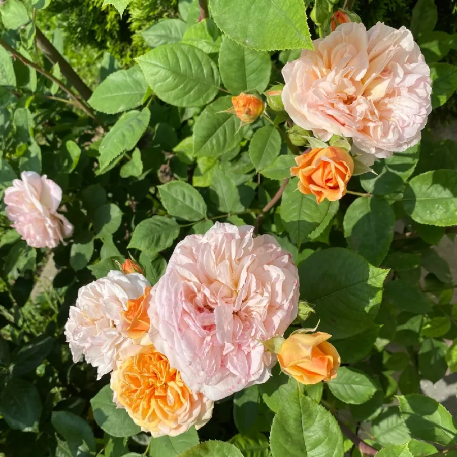 AUScup - Rosa - Ellen - Produzione e vendita on line di rose da giardino