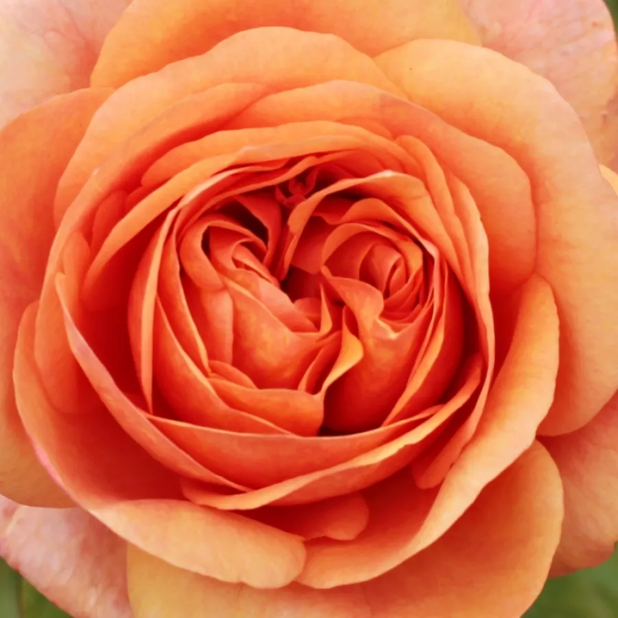 English Rose Collection, Shrub - Róża - Ellen - Szkółka Róż Rozaria