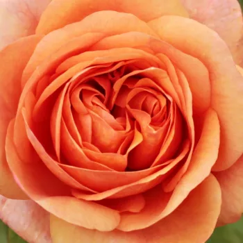 Rózsa kertészet - angol rózsa - narancssárga - intenzív illatú rózsa - vanilia aromájú - Ellen - (120-130 cm)