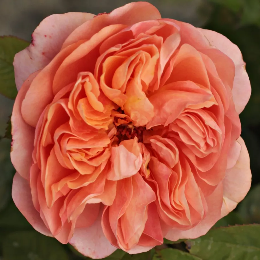 Naranja - Rosa - Ellen - rosal de pie alto