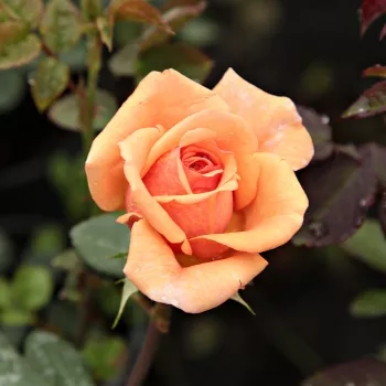 Rosa Ellen - portocale - trandafiri pomisor - Trandafir copac cu trunchi înalt – cu flori tip trandafiri englezești