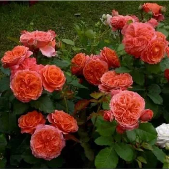 Rosa melocotón - Árbol de Rosas Inglesa - rosal de pie alto- forma de corona tupida