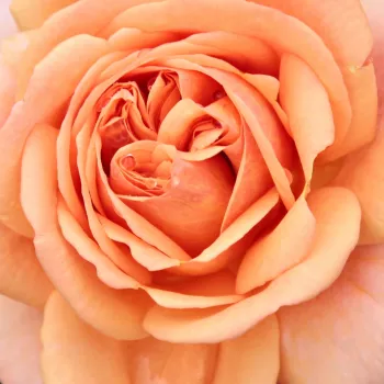 Rosa Ellen - rosa de fragancia intensa - Árbol de Rosas Inglesa - rosal de pie alto - naranja - David Austin- forma de corona tupida - Rosal de árbol con flores grandes y densas y con una gran cantidad de pétalos.