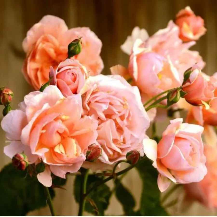 Trandafiri englezești - Trandafiri - Ellen - comanda trandafiri online