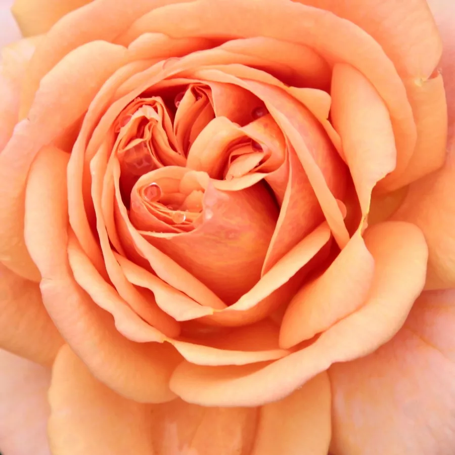 David Austin - Trandafiri - Ellen - comanda trandafiri online