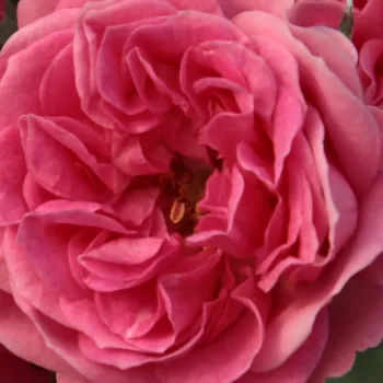 Ružová - školka - eshop  - ružová - stromčekové ruže - Stromková ruža s drobnými kvetmi - Elmshorn® - mierna vôňa ruží - kyslá aróma