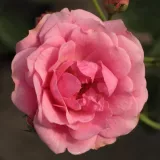 Stromčekové ruže - ružová - Rosa Elmshorn® - mierna vôňa ruží - kyslá aróma