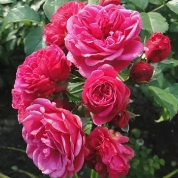 Sötétrózsaszín - apróvirágú - magastörzsű rózsafa - diszkrét illatú rózsa - savanyú aromájú