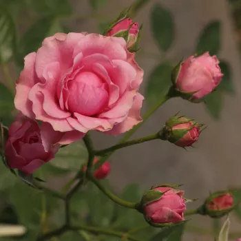 Rosa Elmshorn® - ružičasta - Grmolike
