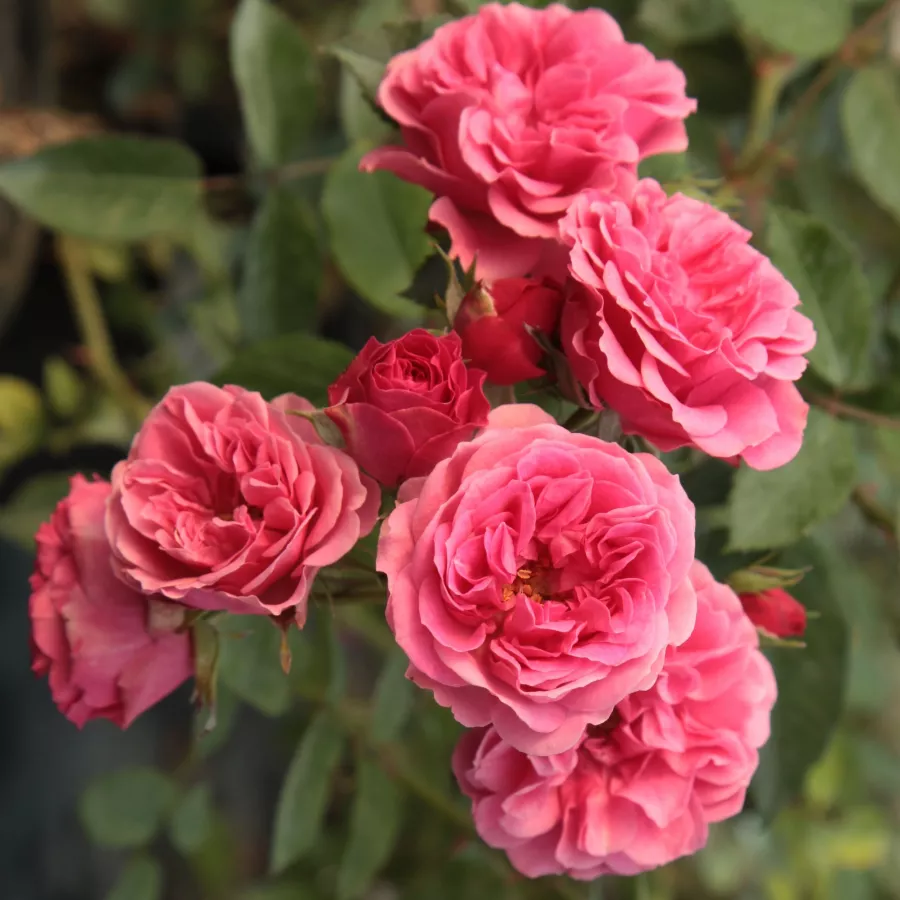 Trandafiri tufă - Trandafiri - Elmshorn® - comanda trandafiri online