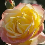 Sárga - rózsaszín - teahibrid rózsa - Online rózsa vásárlás - Rosa Emeraude d'Or - közepesen illatos rózsa - vanilia aromájú