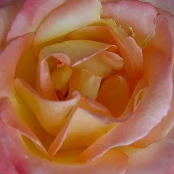 Online rózsa kertészet - sárga - rózsaszín - teahibrid rózsa - Emeraude d'Or - közepesen illatos rózsa - vanilia aromájú - (120-150 cm)