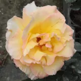 Theehybriden - geel - roze - matig geurende roos - Rosa Emeraude d'Or - Rozenstruik kopen