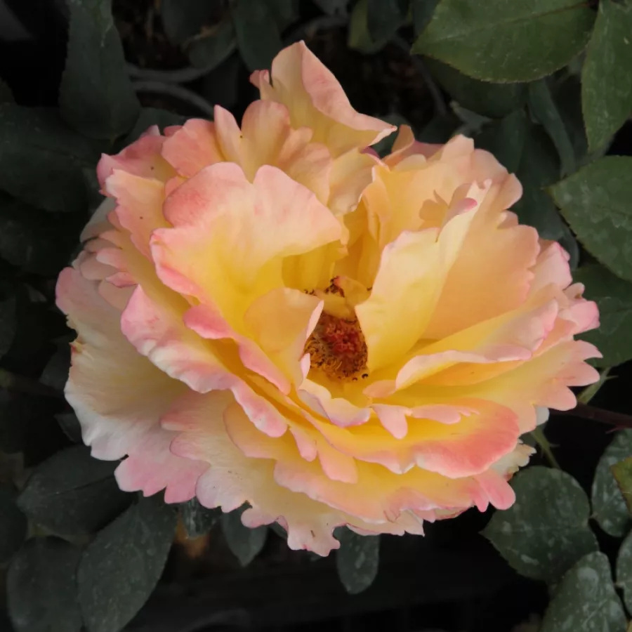 żółty - różowy - Róża - Emeraude d'Or - Szkółka Róż Rozaria