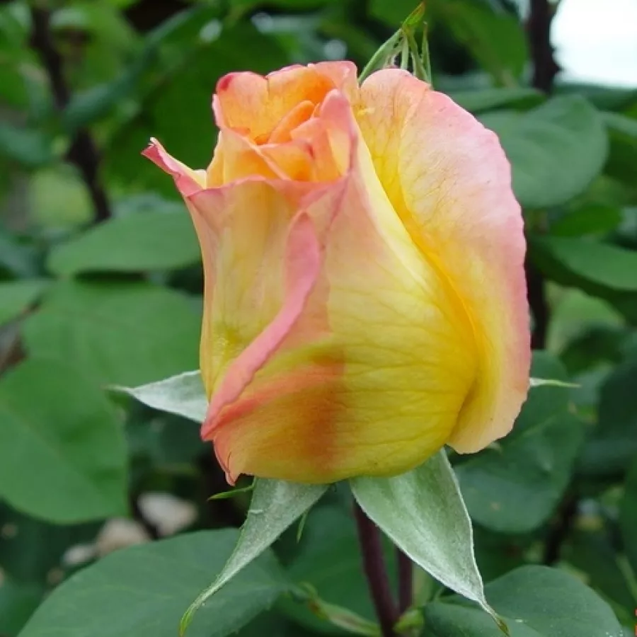 Rosa mediamente profumata - Rosa - Emeraude d'Or - Produzione e vendita on line di rose da giardino