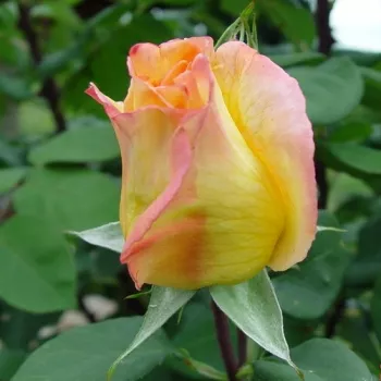 Rosa Emeraude d'Or - jaune - rose - Rosiers hybrides de thé