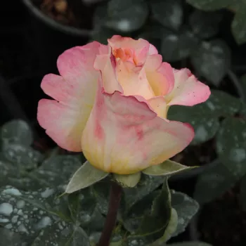 Rosa Emeraude d'Or - żółty - różowy - róża pienna - Róże pienne - z kwiatami hybrydowo herbacianymi