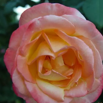 Galben, cu tentă roz carmin - trandafiri pomisor - Trandafir copac cu trunchi înalt – cu flori teahibrid