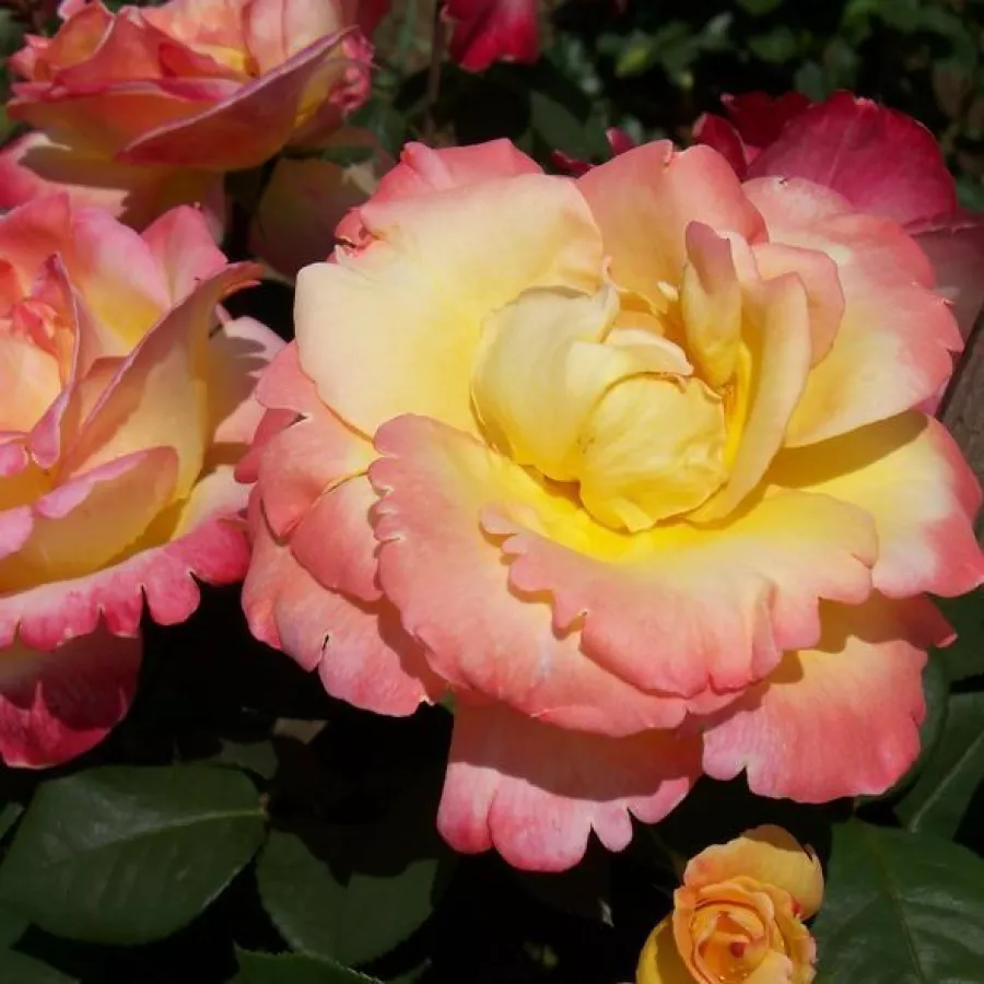 Hybrydowa róża herbaciana - Róża - Emeraude d'Or - sadzonki róż sklep internetowy - online