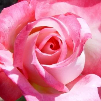 Rózsa kertészet - fehér - rózsaszín - teahibrid rózsa - Altesse™ 75 - intenzív illatú rózsa - gyümölcsös aromájú - (50-150 cm)