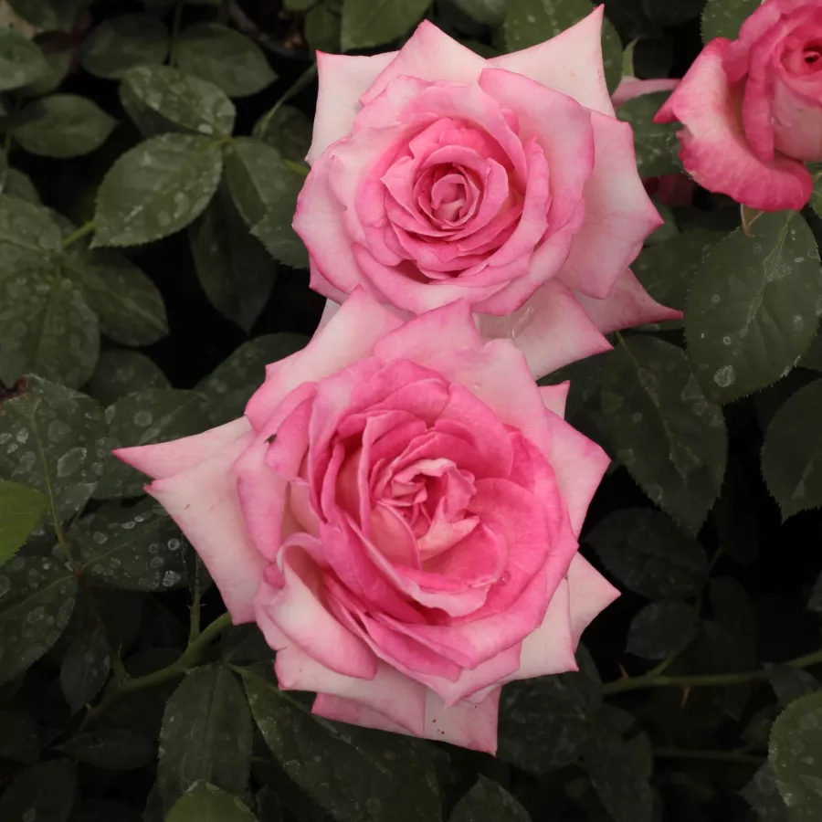 Alb - roz - Trandafiri - Altesse™ 75 - Trandafiri online