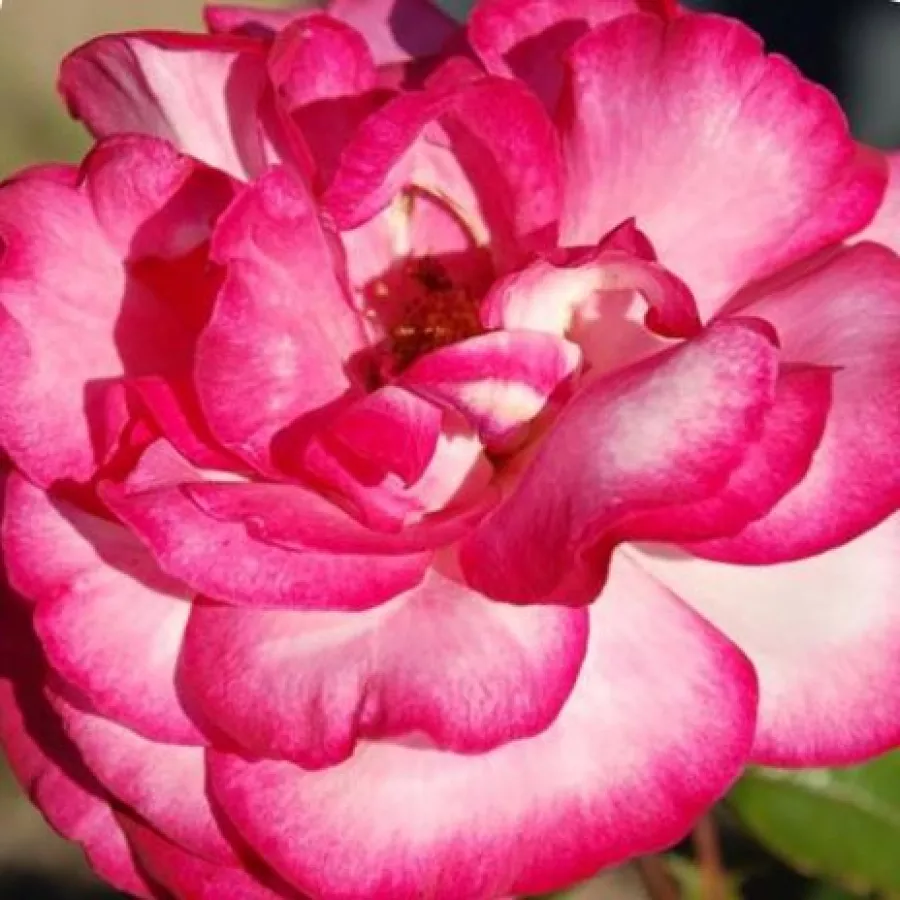 MEIdinro - Róża - Altesse™ 75 - Szkółka Róż Rozaria