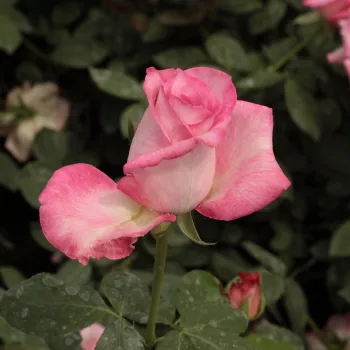 Rosa Altesse™ 75 - blanco - rosa - Árbol de Rosas Híbrido de Té - rosal de pie alto- forma de corona de tallo recto