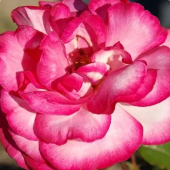 Blanco-rojo carmín con bordes rosas - Árbol de Rosas Híbrido de Té - rosal de pie alto- forma de corona de tallo recto