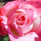 Teahibrid rózsa - intenzív illatú rózsa - gyümölcsös aromájú - kertészeti webáruház - Rosa Altesse™ 75 - fehér - rózsaszín