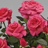 20-744-1