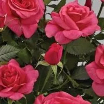 EMILIA HIT® – rosa Zwerg-Mini-Rose - Olesen
