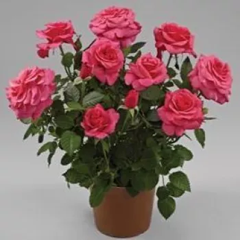 Lebhafter, gleichmäßiger mittlerer Roséton, leicht mit Himbeerrot durchzogen. - zwergrose, minirose - milde, zurückhaltend duftende rose - angenehm, rosiger charakter