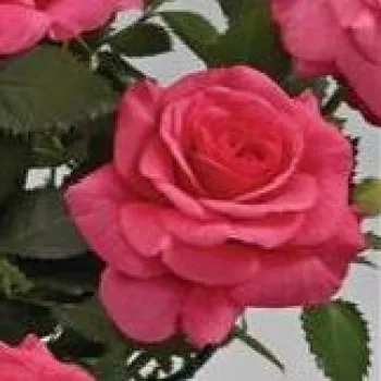 Der rosen-webshop. - rosa - milde, zurückhaltend duftende rose - Emilia Hit® - zwergrose, minirose - (35-45 cm)