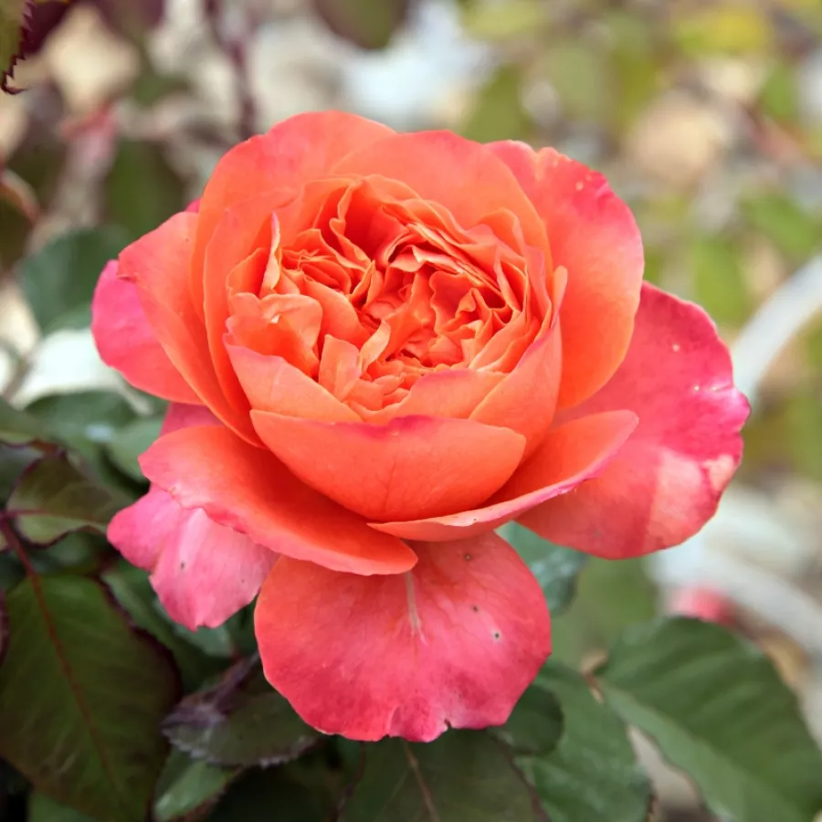 Nosztalgia rózsa - Rózsa - Emilien Guillot™ - Online rózsa rendelés