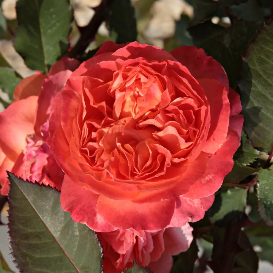 Oranžový - Ruža - Emilien Guillot™ - Ruže - online - koupit