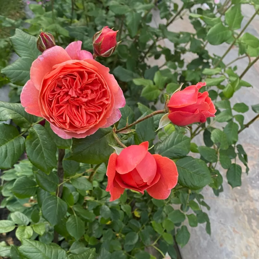 Mierna vôňa ruží - Ruža - Emilien Guillot™ - Ruže - online - koupit