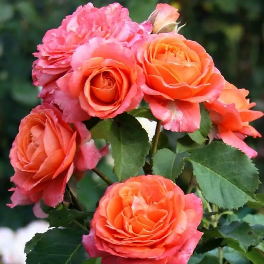 - - Róża - Emilien Guillot™ - Szkółka Róż Rozaria