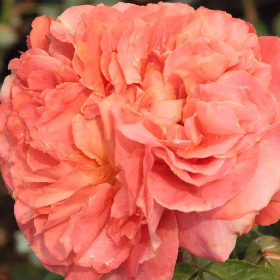 Romantica, Shrub - Rosa - Emilien Guillot™ - Comprar rosales online
