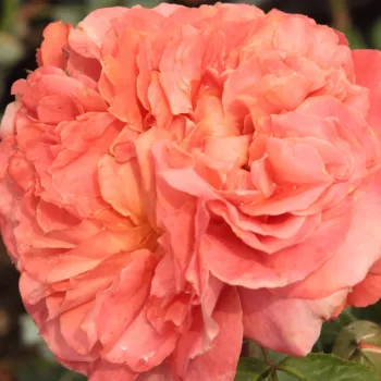 E-kwiaty - Rosa  Emilien Guillot™ - róża nostalgie - pomarańczowy - róża z dyskretnym zapachem - Dominique Massad - Spektakularne pomarańczowe kwiaty są ozdobą od maja do mrozów.